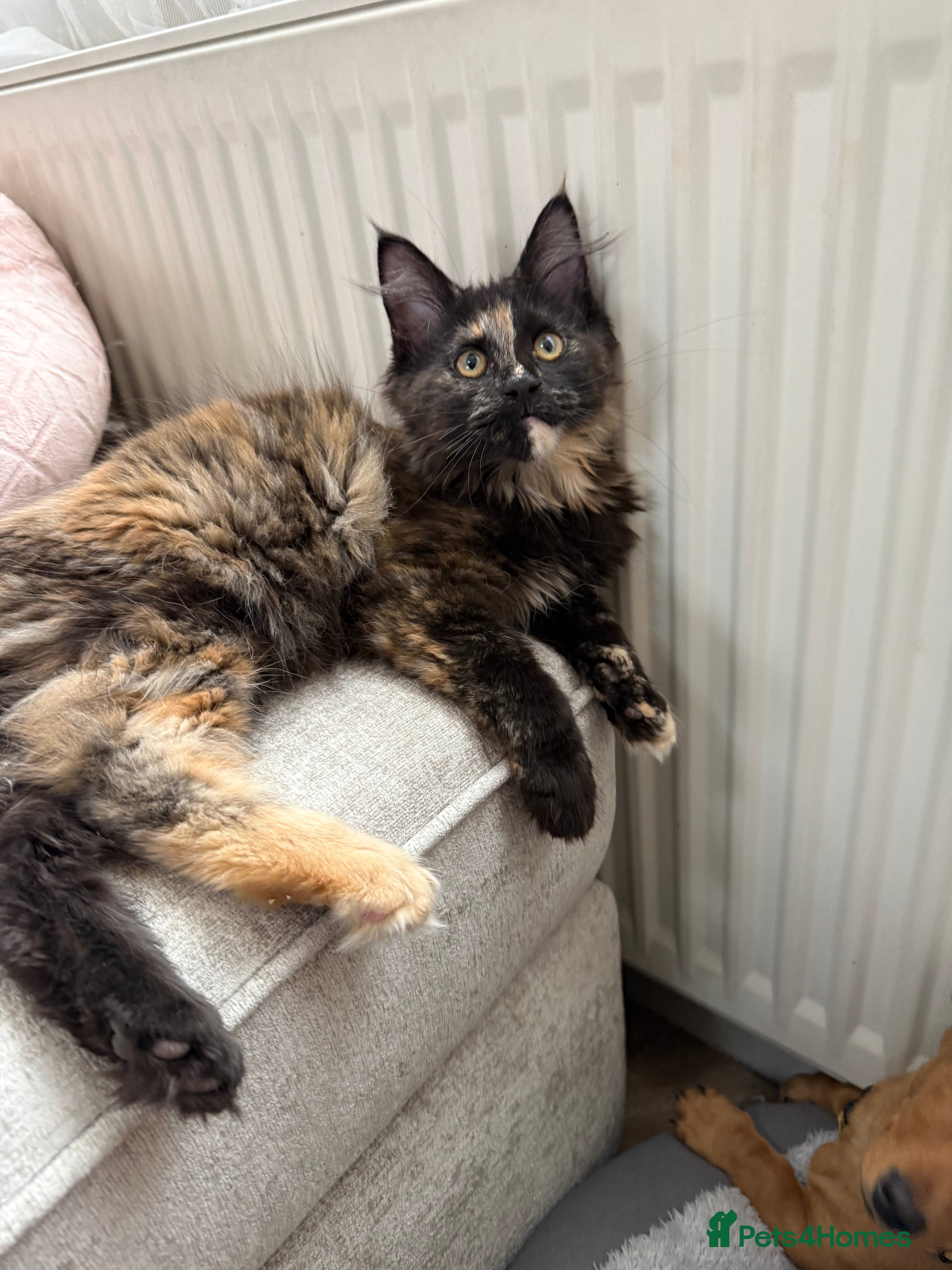 Maine Coon cats Beautiful XL Black female Maine Coon Kitten  - Advert 13