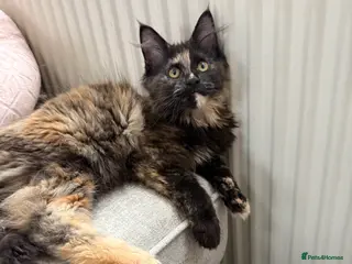 Maine Coon cats Beautiful XL Black female Maine Coon Kitten - Advert 13