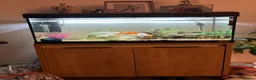 Fancy Goldfish fish for sale: Fish tank plus fish - Advert 6