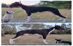 Mixed Breed dogs for sale: Whippet X Labrador Pups ~ Lurchers - Image 5