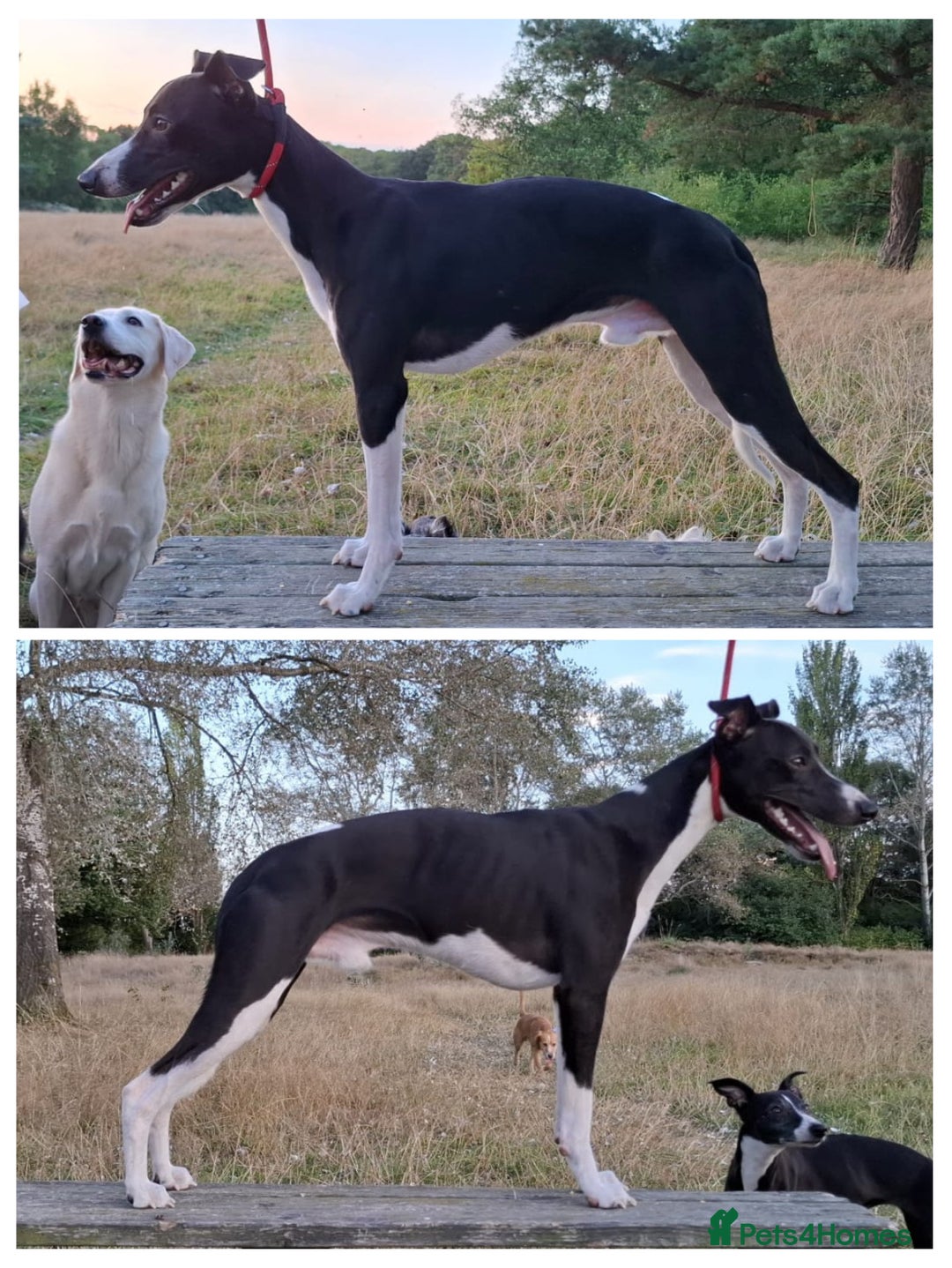Mixed Breed dogs for sale: Whippet X Labrador Pups ~ Lurchers - Image 5