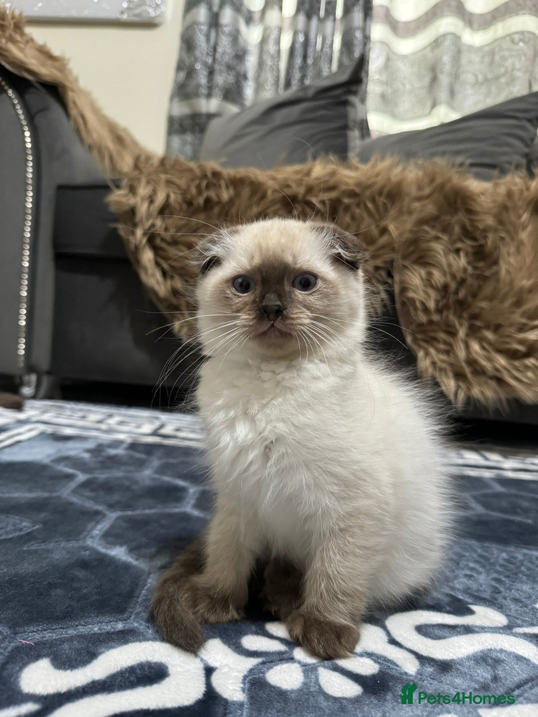 Scottish Fold cats for sale: 1 left Scottish fold  🌹 in Bradford - Image 3