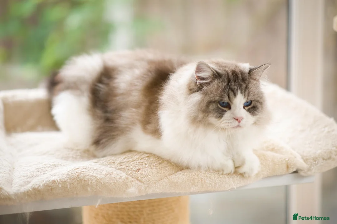 Ragdoll cats for sale: GCCF retired male looking for forever home - Advert 4