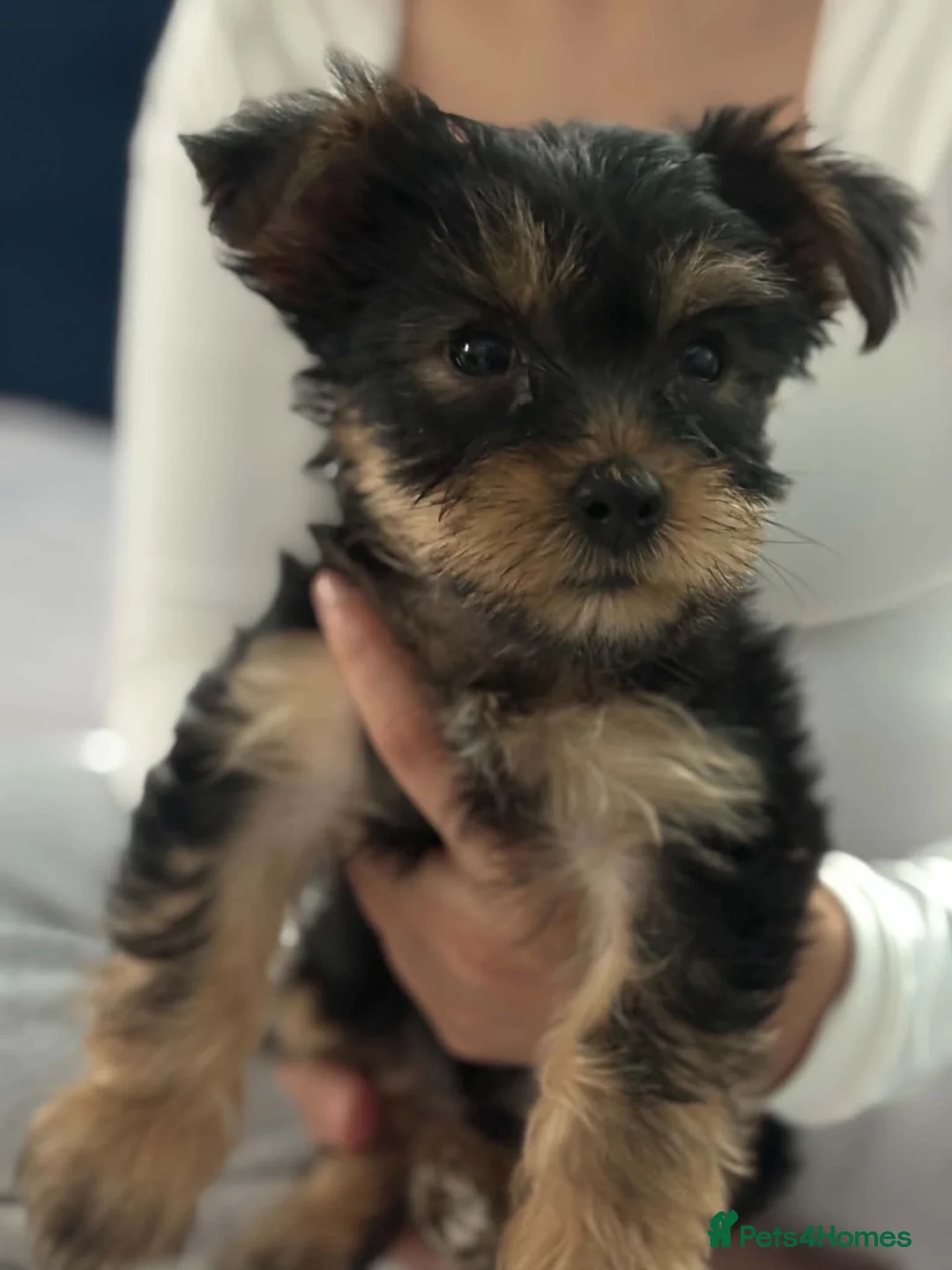 Yorkshire Terrier dogs for sale: Yorkshire puppy for sale  - Advert 3