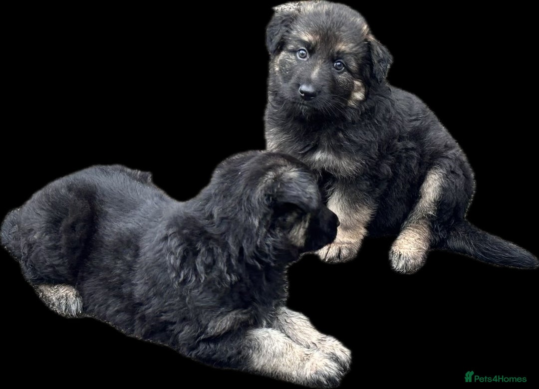 German Shepherd dogs for sale: Beautiful German Shepherd Puppies  - Image 20