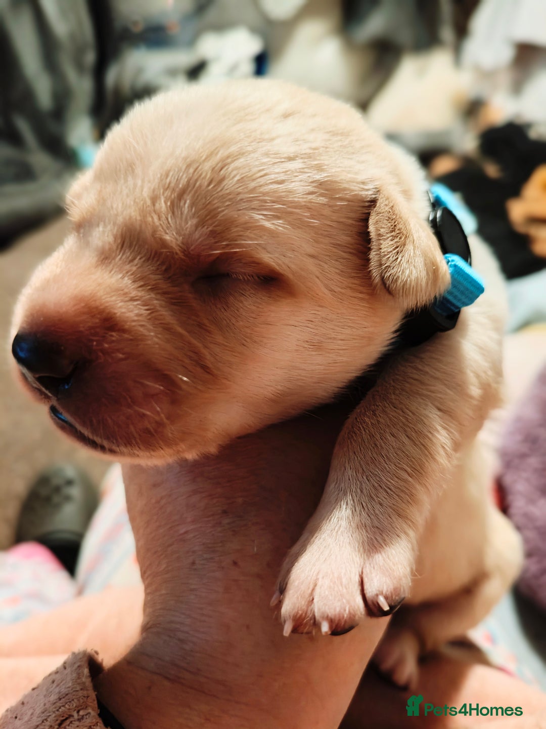 Labrador Retriever dogs for sale: Quality KC reg labs (Rare blue eyes!) - Advert 19