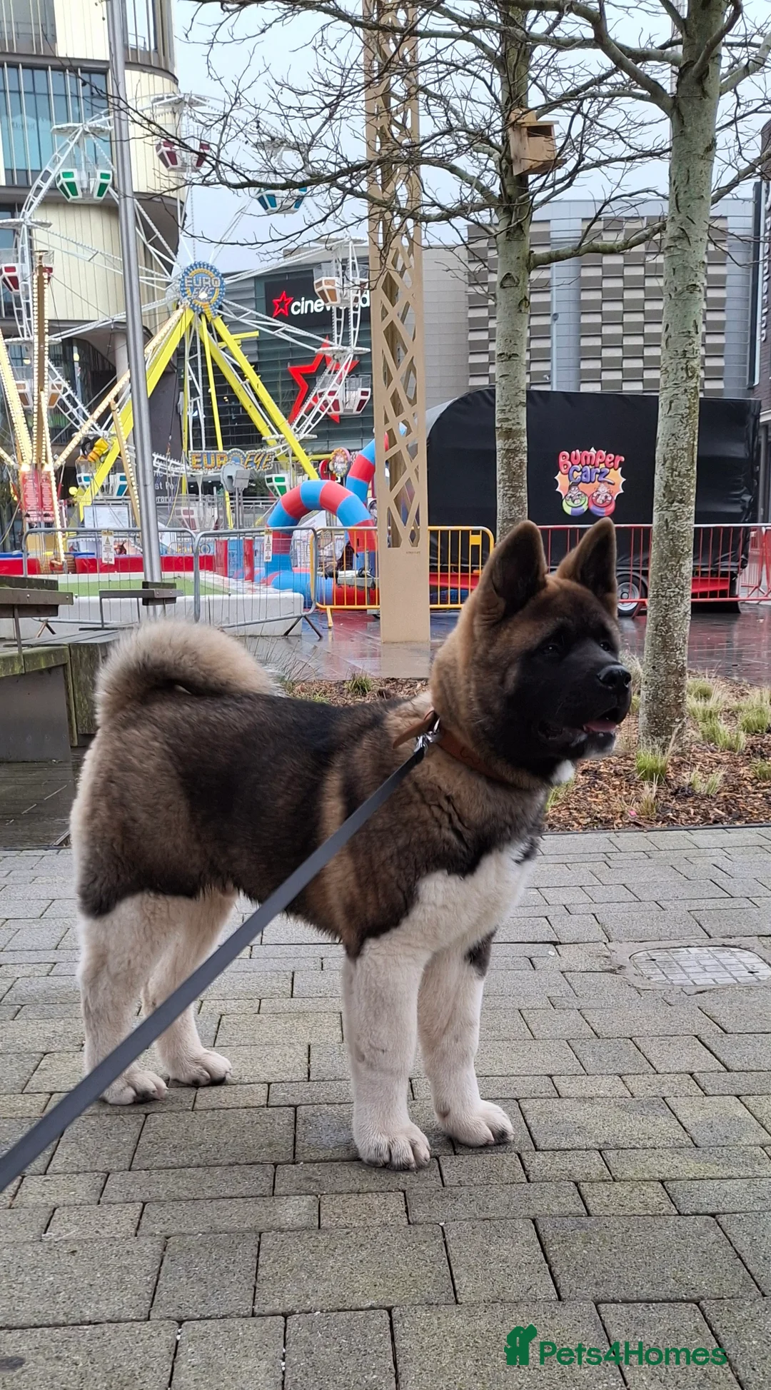 Akita dogs for sale: American Akita Male  - Advert 1