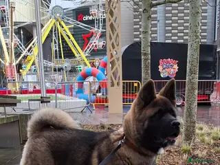 Akita dogs American Akita Male - Advert 10