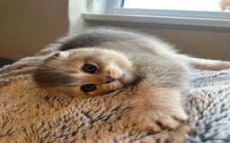 Scottish Fold cats for sale: Scottish Fold Boy - Image 2