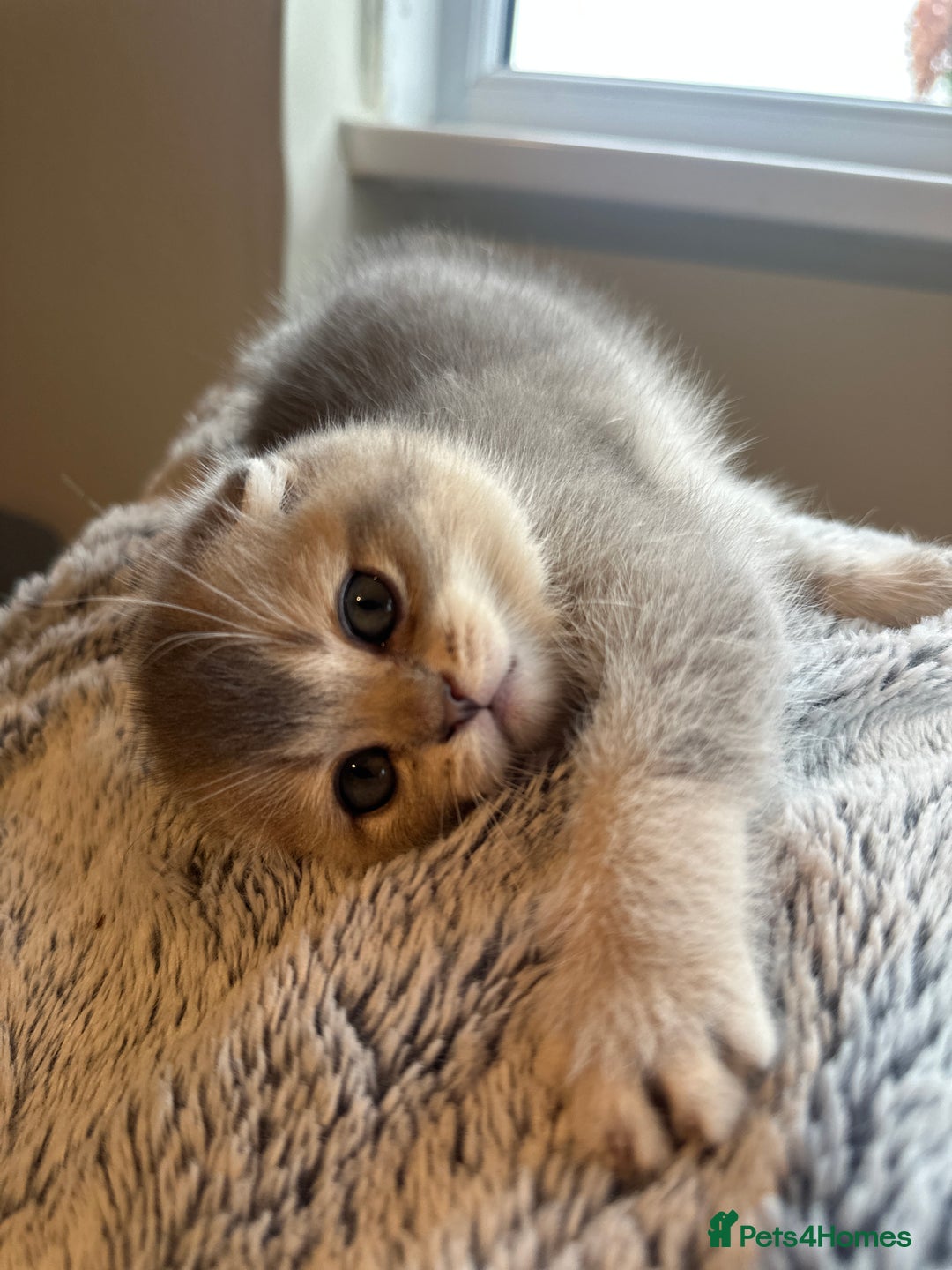 Scottish Fold cats for sale: Scottish Fold Boy - Image 2