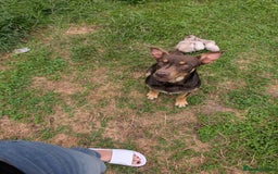 Australian Kelpie dogs for sale: Male kelpie - Image 4