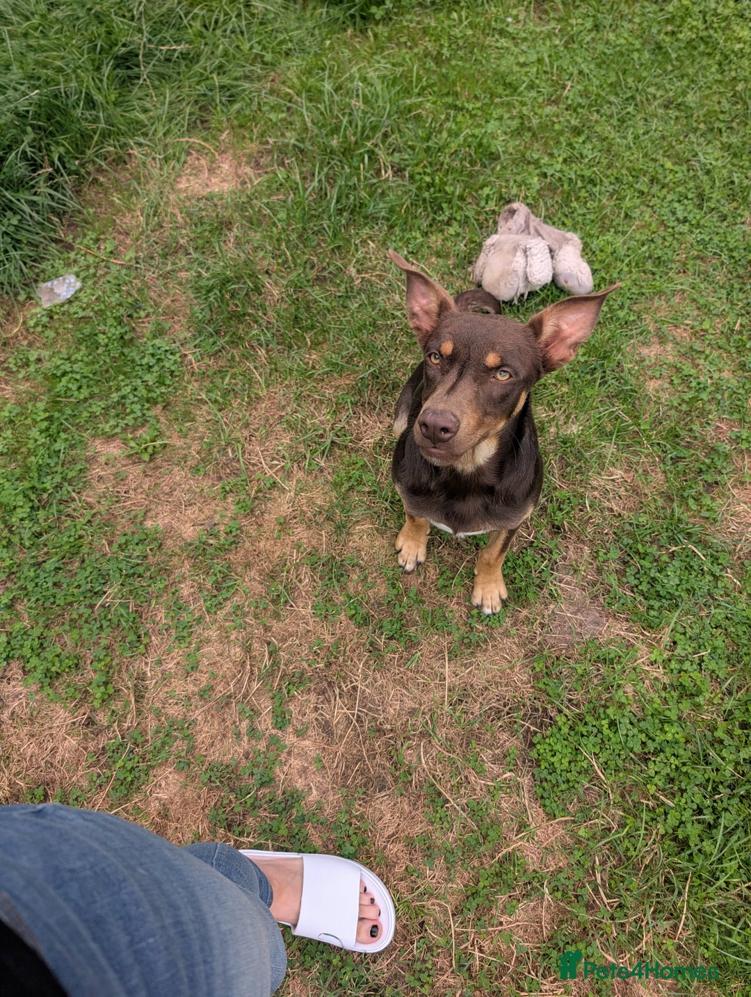 Australian Kelpie dogs for sale: Male kelpie - Image 4
