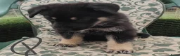 German Shepherd dogs for sale: German Shepherd Puppies  - Advert 7