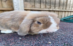 Mini Lop rabbits for sale: Mini lops  - Image 20