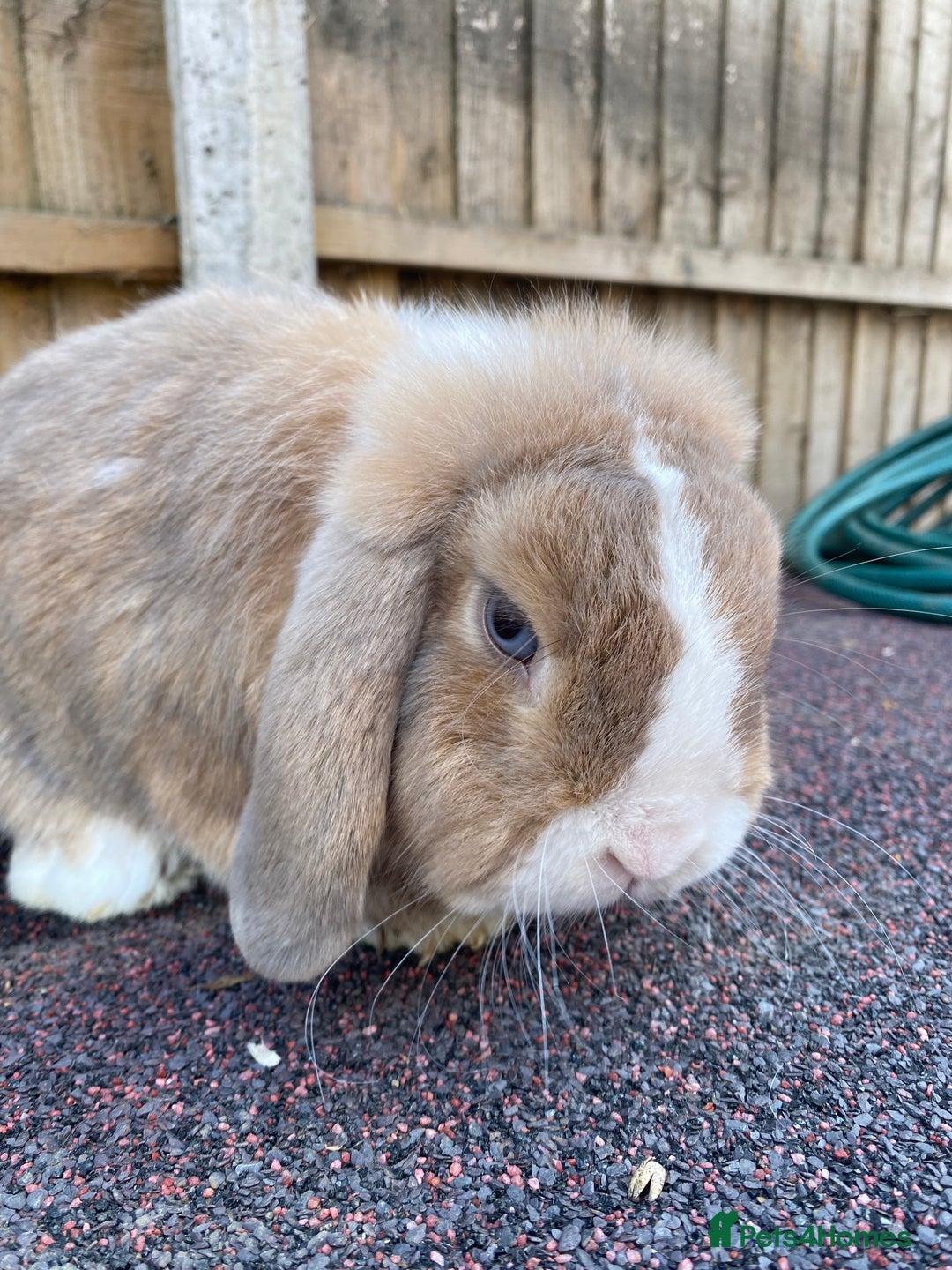 Mini Lop rabbits for sale: Mini lops  - Image 20