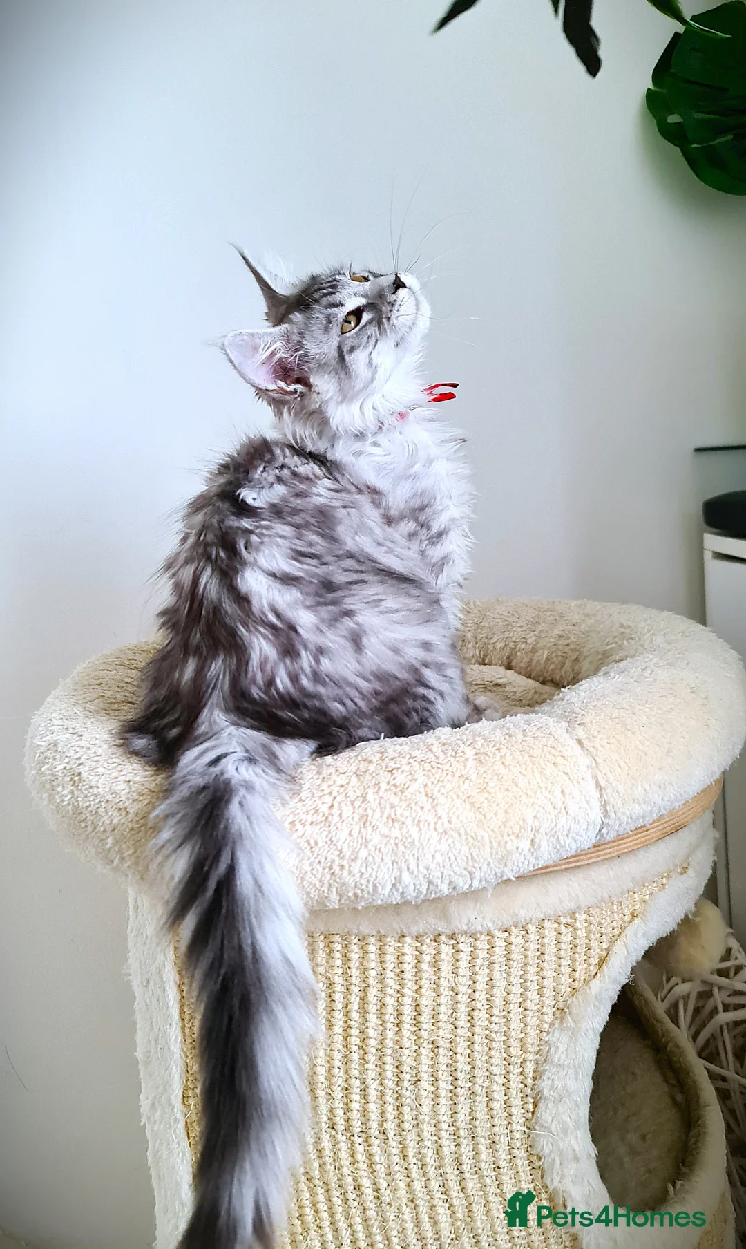 Maine Coon cats for sale: STUNNING 4️⃣ PEDIGREE MAINE COON KITTENS READY ❗❗❗ - Advert 20