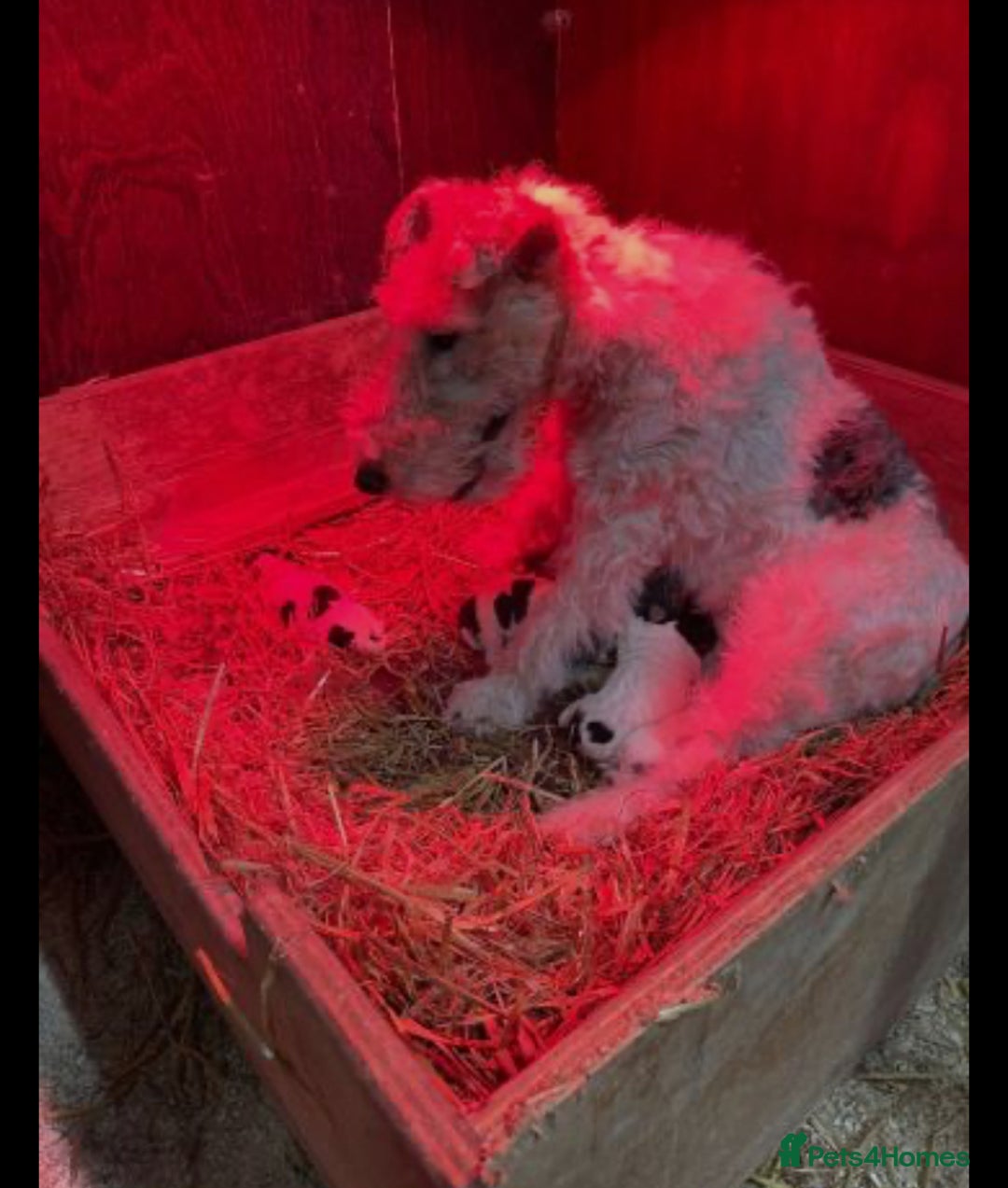 Mixed Breed dogs for sale: beautiful terrier puppies  - Advert 2