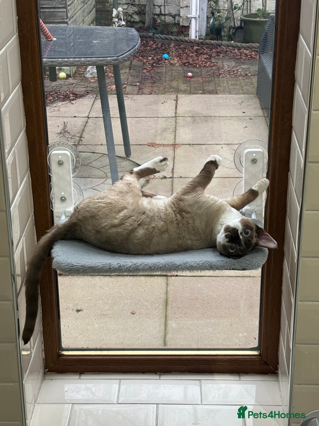 Devon Rex cats for sale: Devon Rex “Chino” - Advert 2