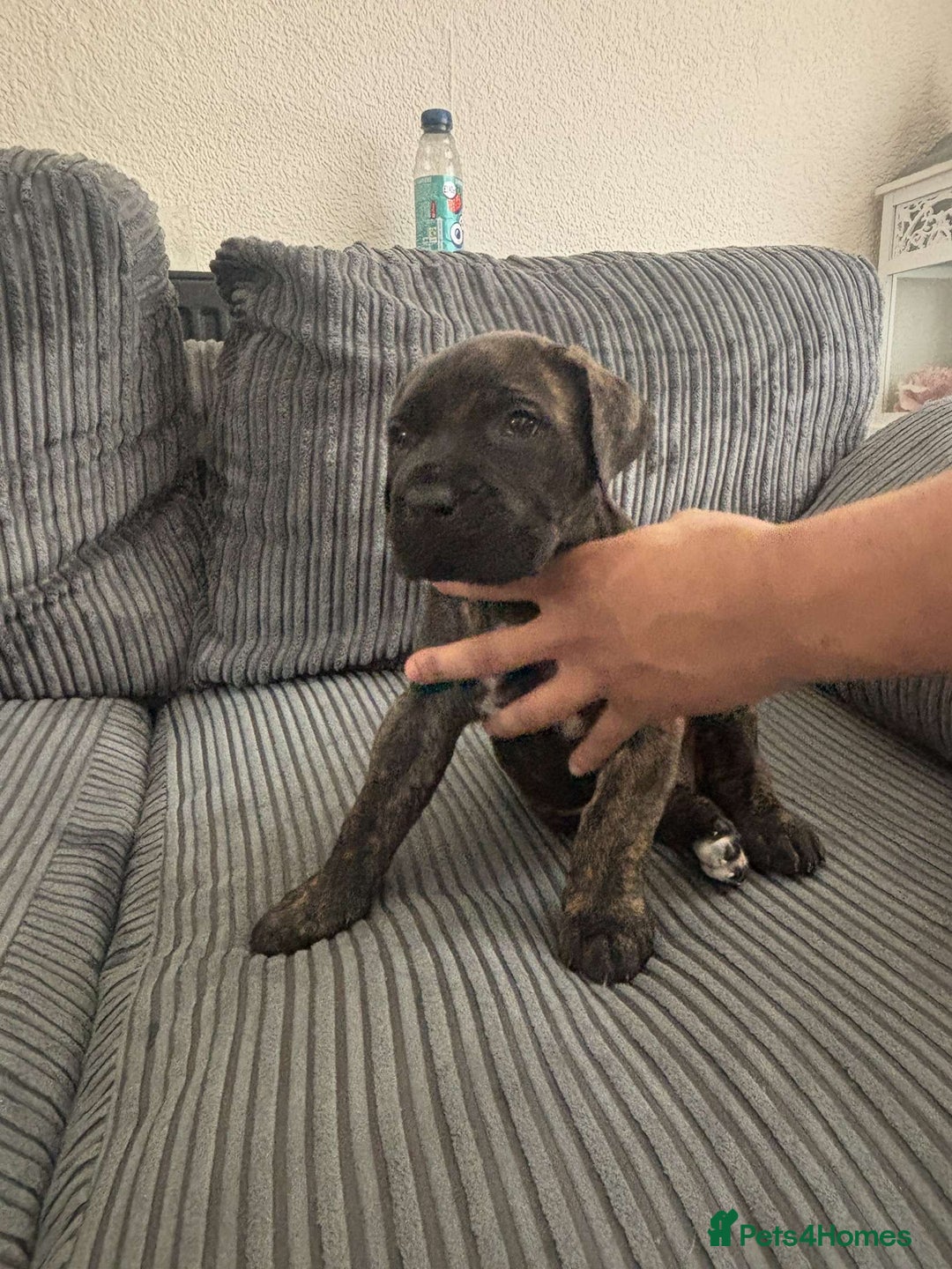 Cane Corso dogs for sale: 5 beautiful cane corso puppies nearly ready to go  - Image 6
