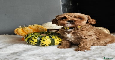 Cavapoo dogs - Advert 9