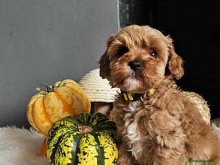 Cavapoo dogs - Advert 4