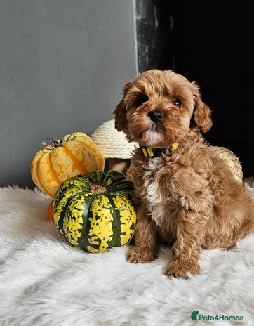Cavapoo dogs - Advert 3