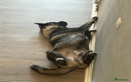 Akita dogs for sale: Looking to rehome my American Akita ASAP - Image 5