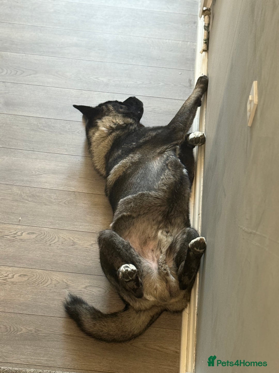 Akita dogs for sale: Looking to rehome my American Akita ASAP - Image 5
