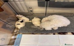 Maltese dogs for sale: Beautiful Maltese cross puppies for sale - Image 6