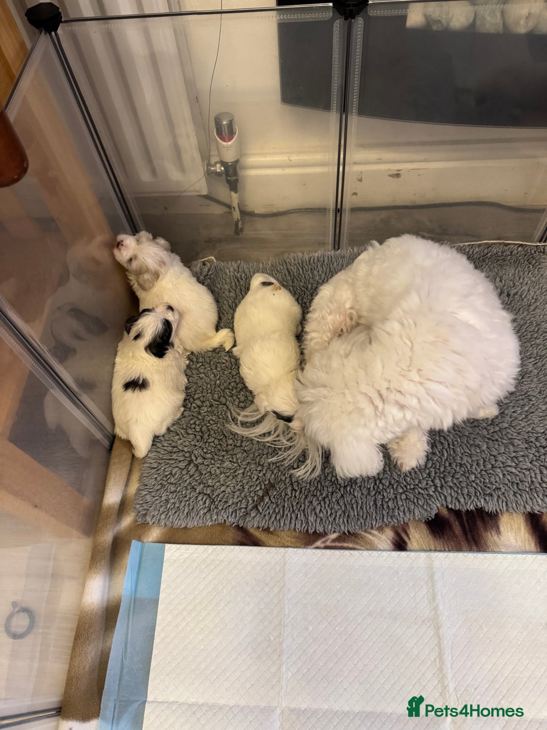 Maltese dogs for sale: Beautiful Maltese cross puppies for sale - Image 6