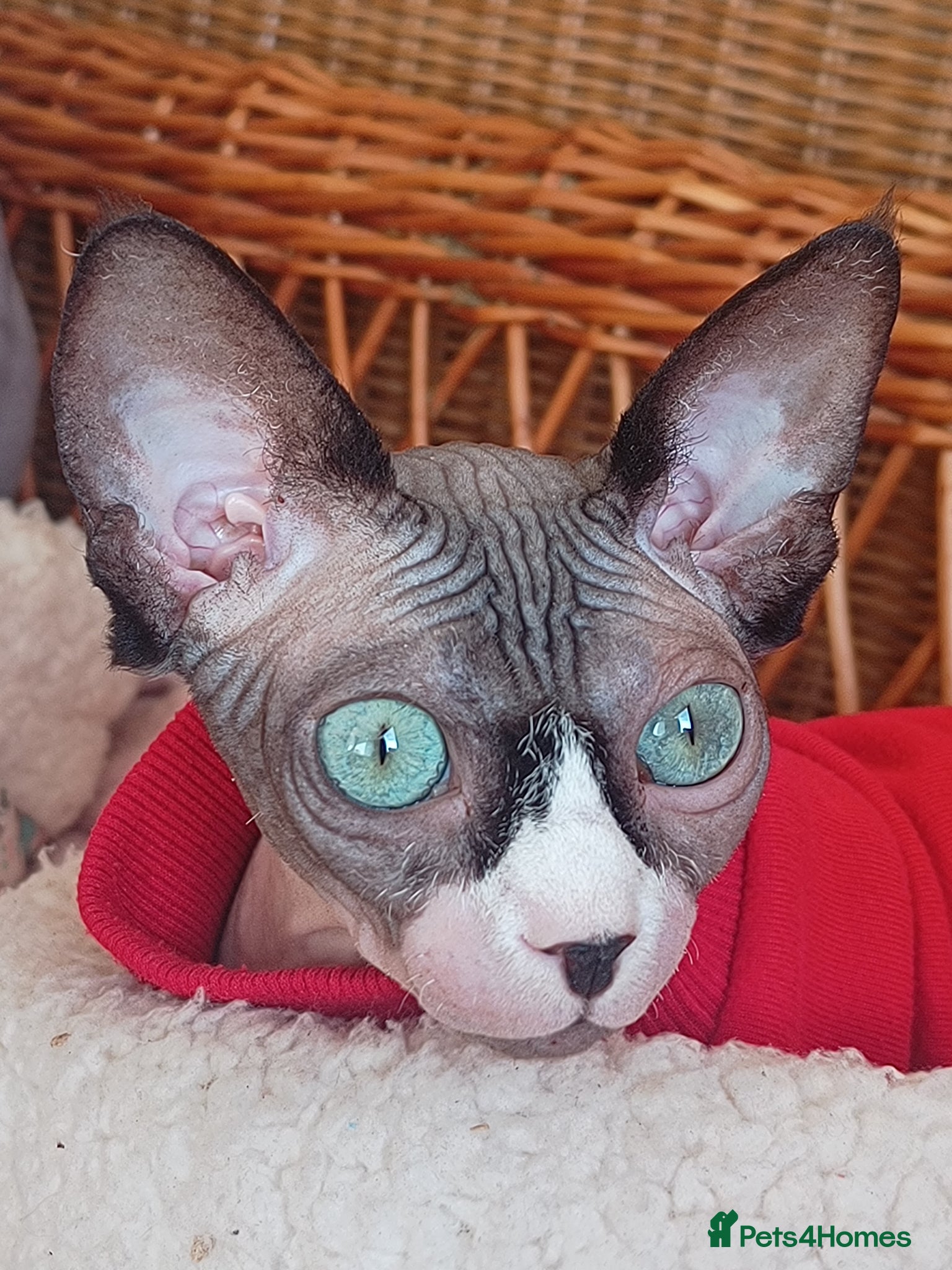Sphynx cats Canadian female syphnx  - Advert 1
