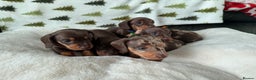 Miniature Dachshund dogs for sale: 6 KC registered miniature dachshund pupps  - Advert 5