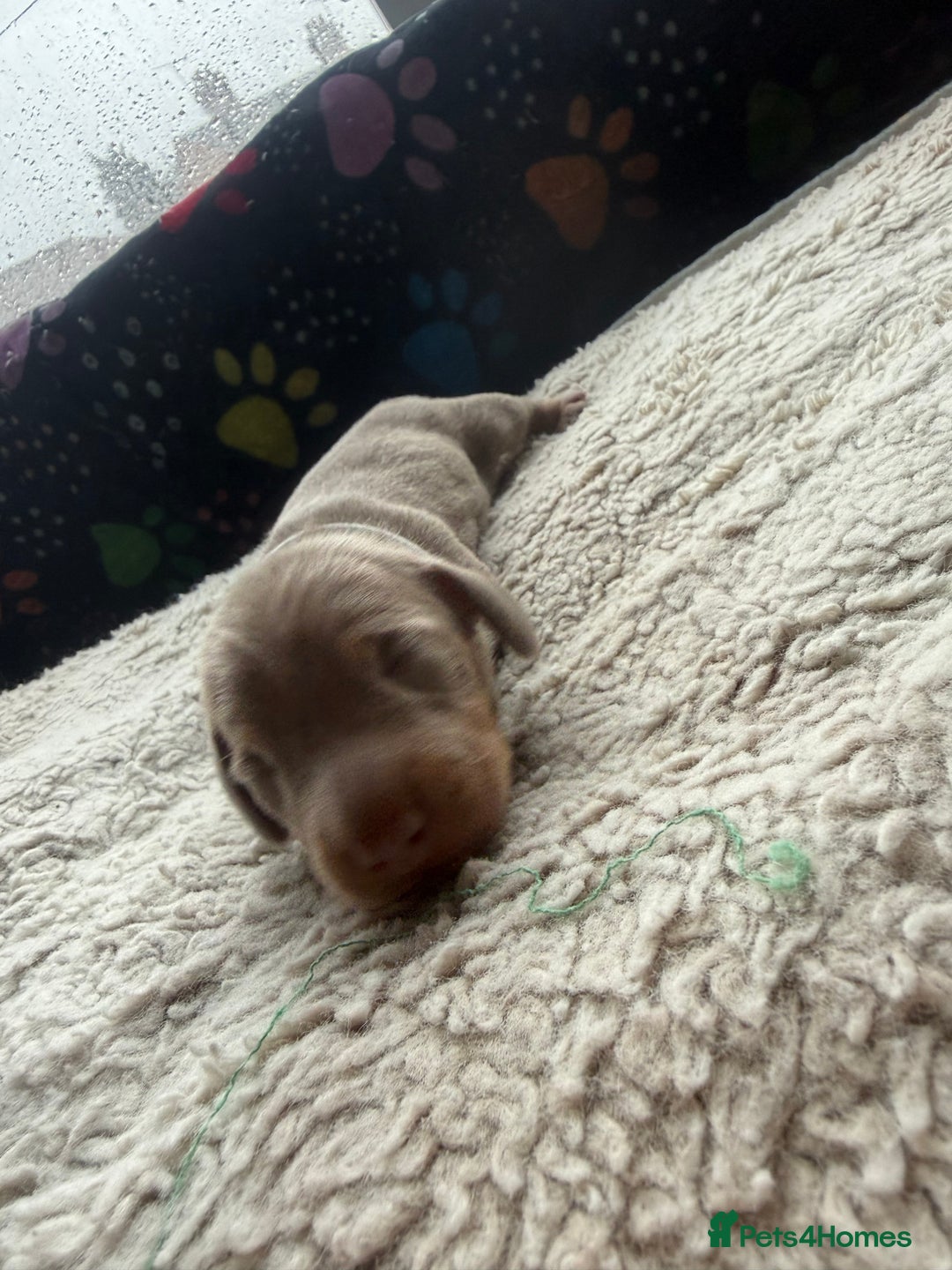 Miniature Dachshund dogs for sale: Miniature daxies - Advert 5