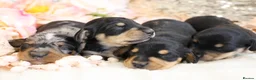 Miniature Dachshund dogs for sale: KC Miniature Dachshund Puppies - Advert 9