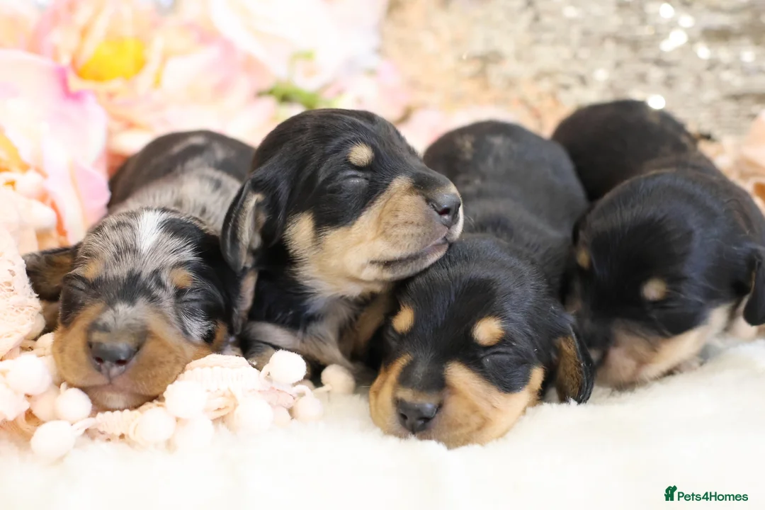 Miniature Dachshund dogs for sale: KC Miniature Dachshund Puppies - Advert 9