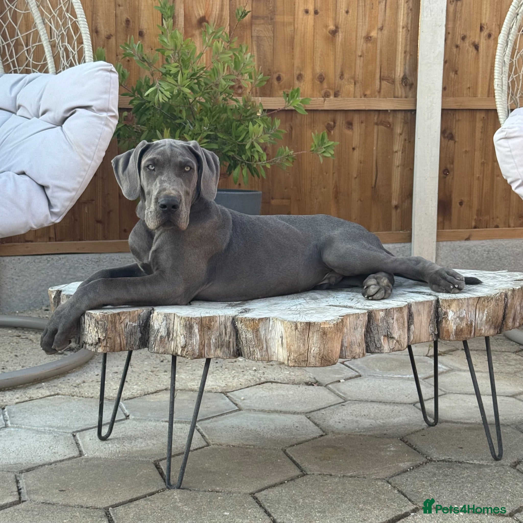 Great Dane dogs One beautiful Boy available  - Advert 1