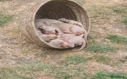 Dachshund dogs for sale: Miniature Isabella Tan Smooth Coat Dachshunds - Image 4