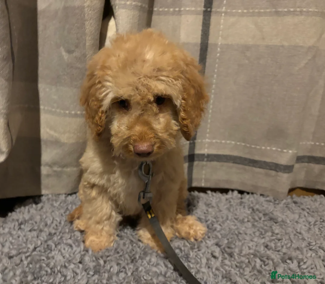 Cockapoo dogs for sale: 🐶8 Beautiful Cockapoo puppies🐶 - Advert 9