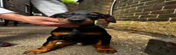 Dobermann dogs for sale: Gorgeous Doberman litter - Advert 11