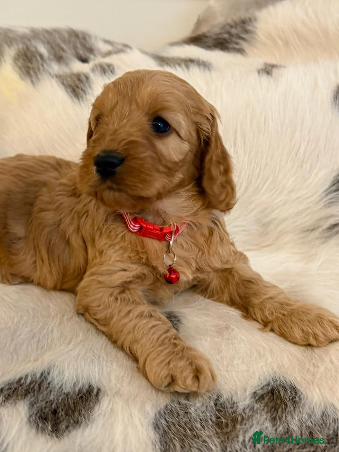 Cockapoo dogs for sale: Adorable F1 Cockapoo Puppies - Advert 2