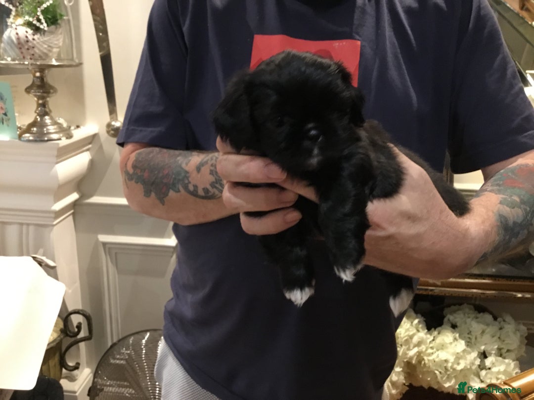 Shih Tzu dogs for sale: Tiny Imperial Shihtzu  Puppies  - Image 12