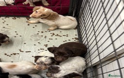 Cocker Spaniel dogs for sale: Working cocker spainel puppies  - Advert 8