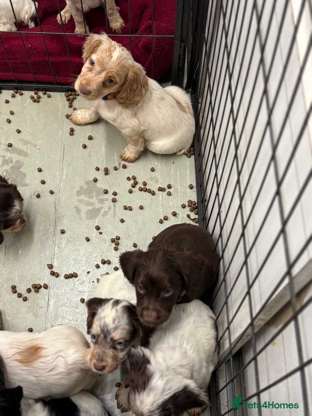 Cocker Spaniel dogs for sale: Working cocker spainel puppies  - Advert 8