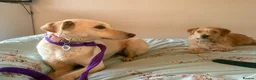 Mixed Breed dogs for adoption: Looby Lou - March Cambs  in March - Advert 14