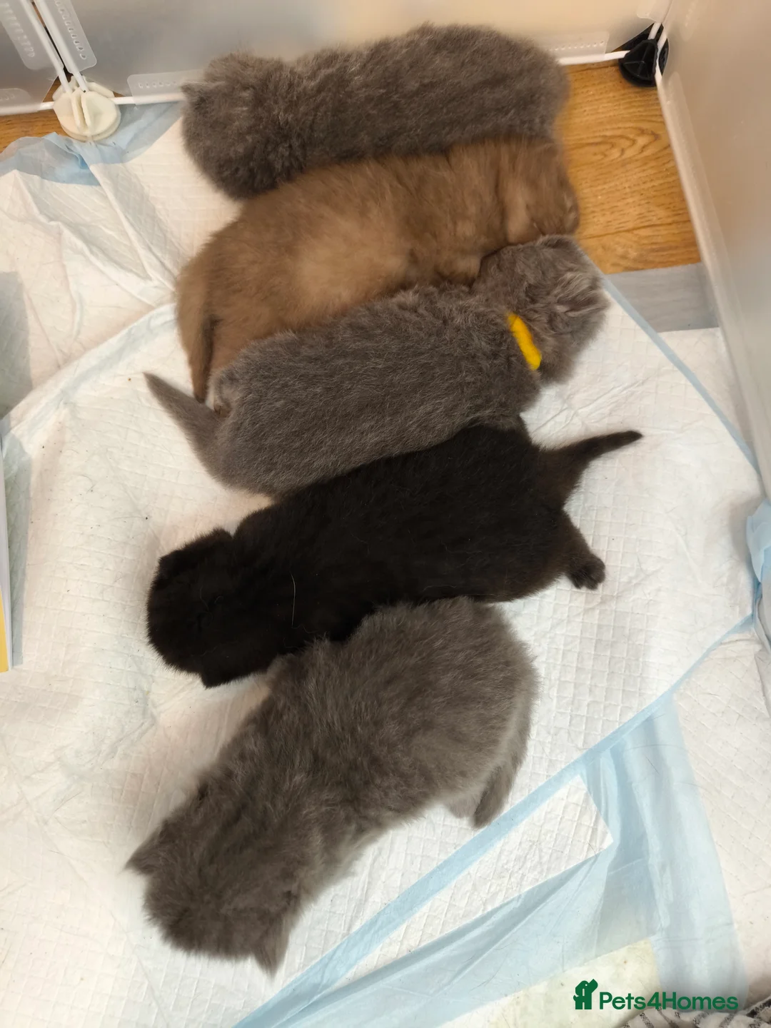 British Shorthair cats for stud:  GCCF registered STUD CHOCOLATE B blood group  in Beaconsfield - Advert 3