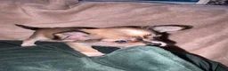 Chihuahua dogs for sale: Long coat chihuahuas  - Advert 10