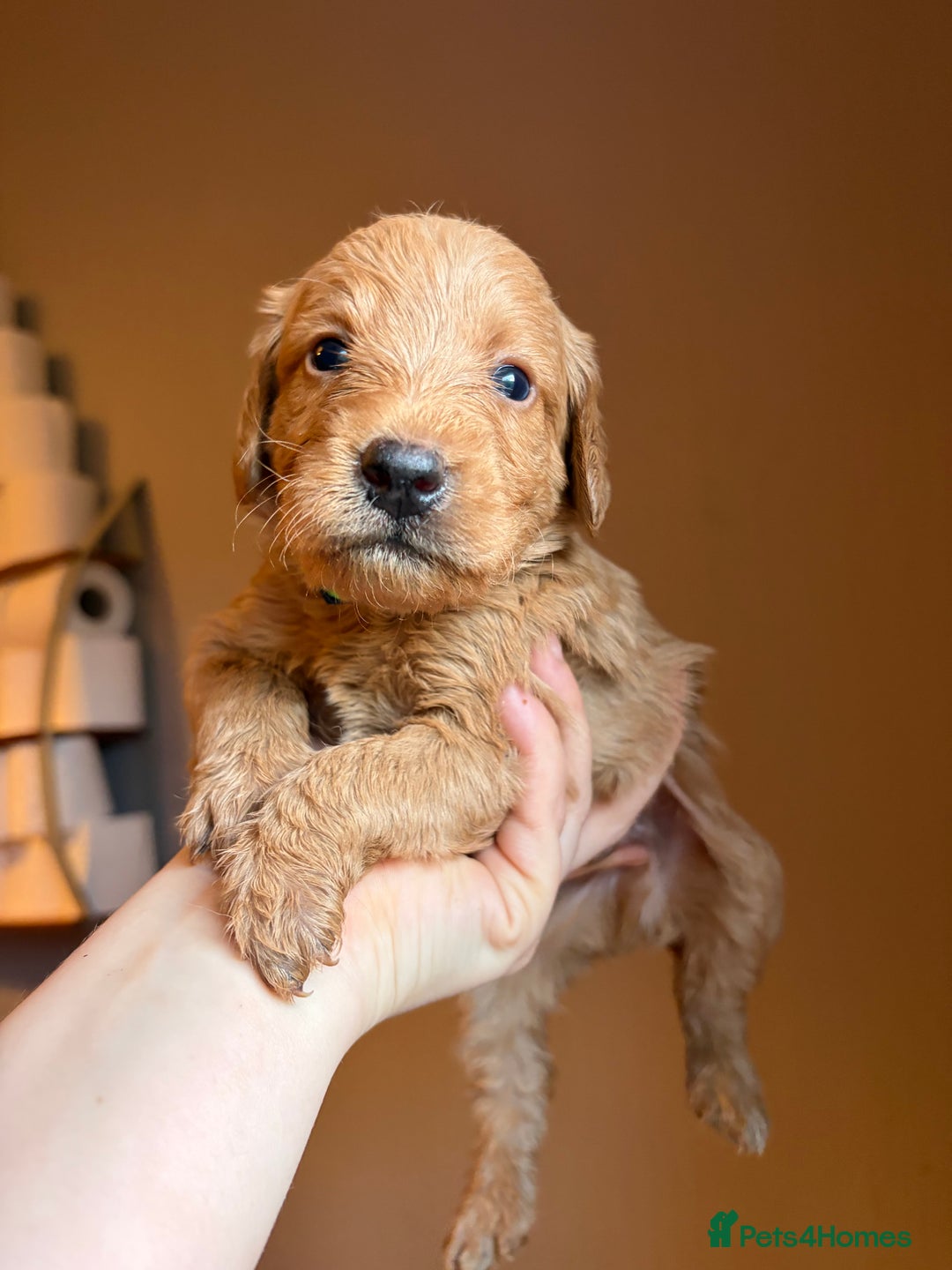 Labradoodle dogs for sale: Fox Red F1 Miniature Labradoodles  - Advert 29