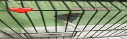 Budgerigars birds for sale: Black face budgies  - Advert 16