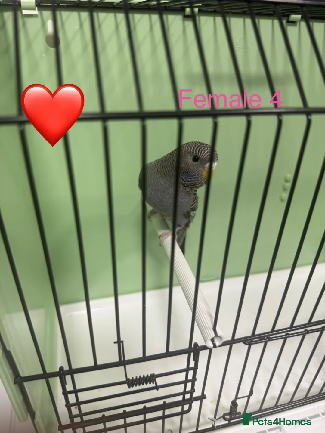 Budgerigars birds for sale: Black face budgies  - Advert 16