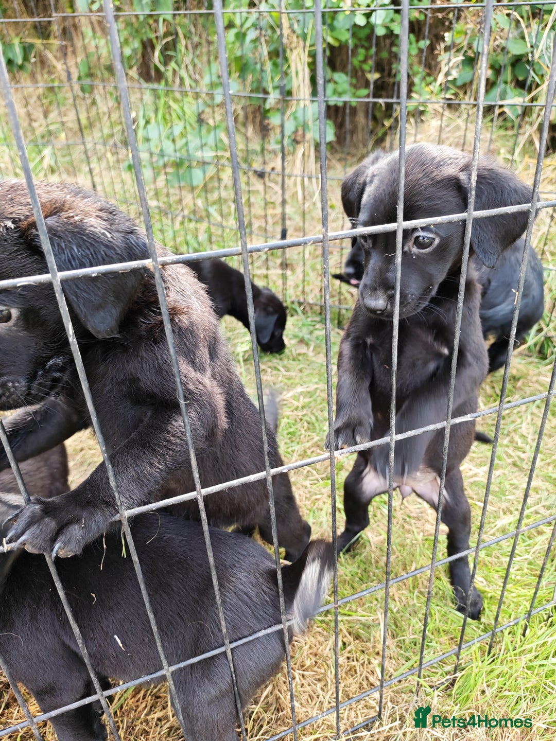 Labrador Retriever dogs for sale: Labrador puppies  - Image 1